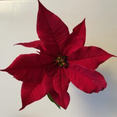 Die Blume des Monats Dezember: Der Weihnachtsstern (Euphorbia pulcherrima)