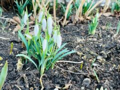 Die Blume des Monats Februar: Das Schneeglöcken (Galanthus)