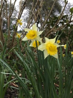 Die Blume des Monats März: Narcissus